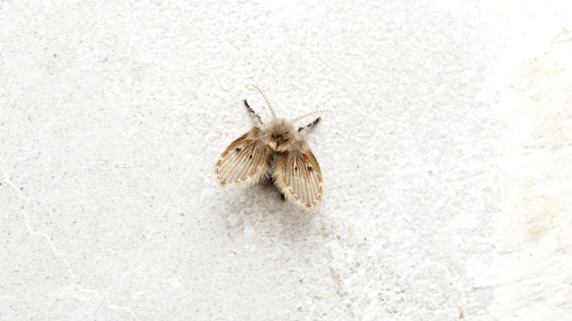 2023 03 Drain Fly In Bathroom Drain Fly Bathroom