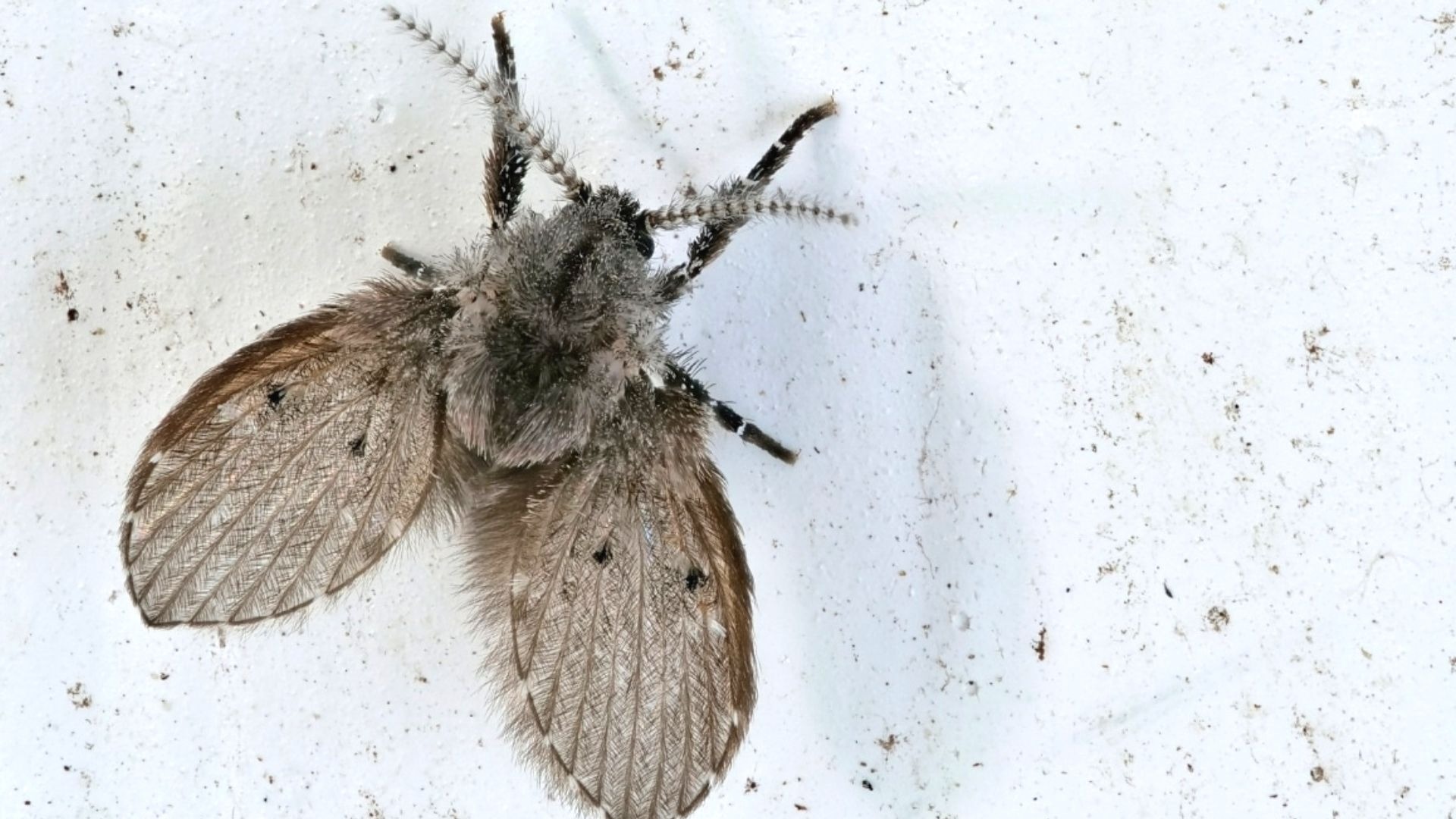 How To Get Rid of Drain Flies